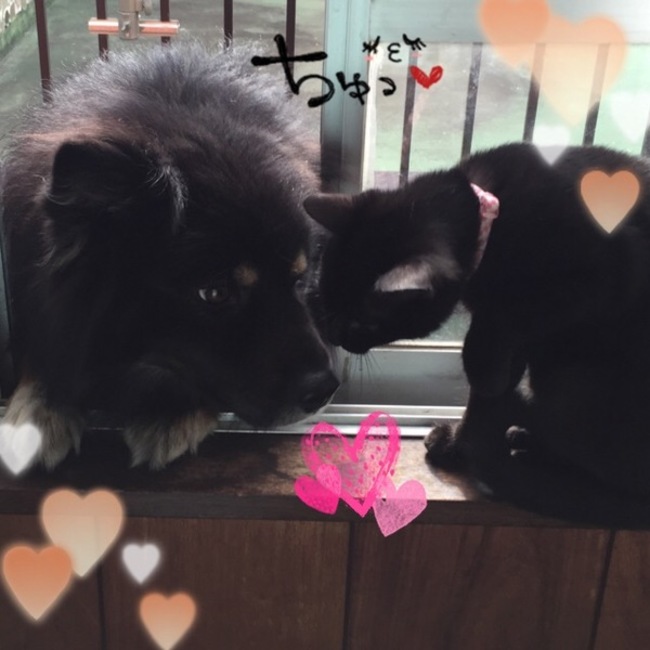 トモカチョのカバー写真