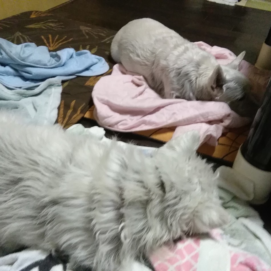 故・マイロのカバー写真