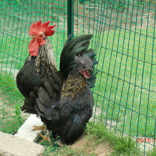 黒系チャボ オス2羽