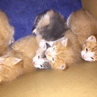 子猫の里親募集中！