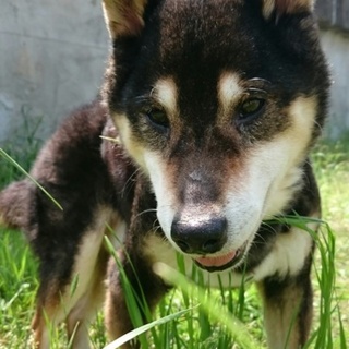 柴犬 黒 お年寄りワンコですが里親さんを募集します