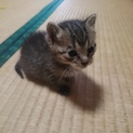 生後三週目の子猫