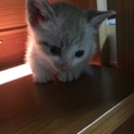 子猫の里親募集中