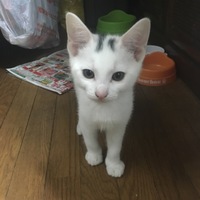 リー