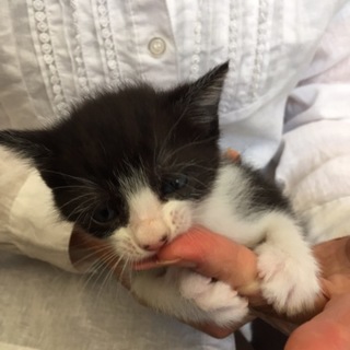 凸柄ハチワレのクロシロ女の子♪