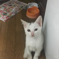茶ボコ
