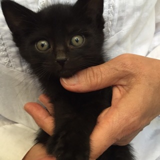 可愛い可愛い黒猫クン♪