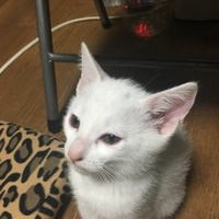 黒ぼっち