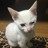 シロ