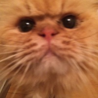 マロ