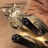 ごろにゃん