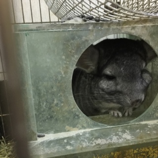 チンチラ4匹家族を大切に育てていただける里親募集