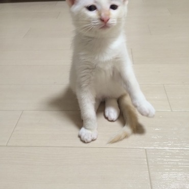 じゃれていてたまたま頭に乗ったヘアゴム。おや？はなまるくん、天使ごっこですか？（どう見てもカッパです…）