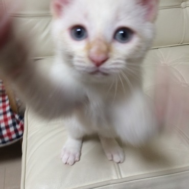 ｱﾀﾀﾀﾀﾀﾀﾀ!（過去のギャラリーでクックもやっていましたね(笑)）