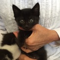 かわいい黒毛の男の子♪