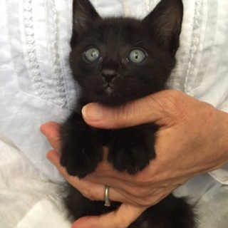 可愛さいっぱい黒毛クン♪