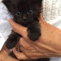 ムクムク長毛の黒猫くん♪