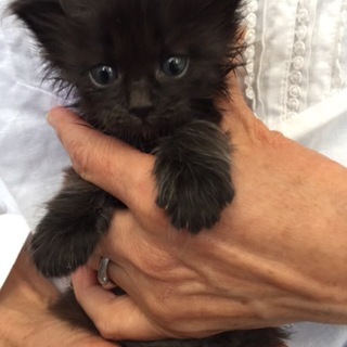 ムクムク長毛の黒猫くん♪