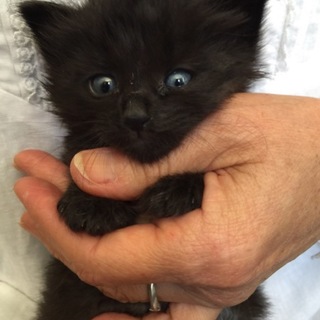 ゴージャス黒長毛の男の子♪ 