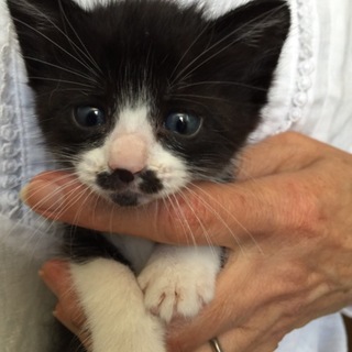 可愛さいっぱいクロシロ女の子♪