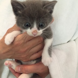 綺麗なグレー毛の女の子♪