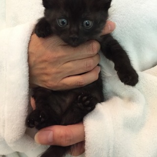 淡い黒縞柄の毛並みの女の子♪