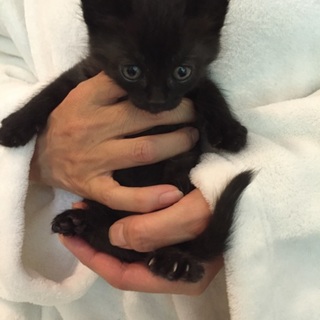 少し縞柄の黒ねこ女の子♪