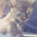 里親募集。人懐っこい子猫です。