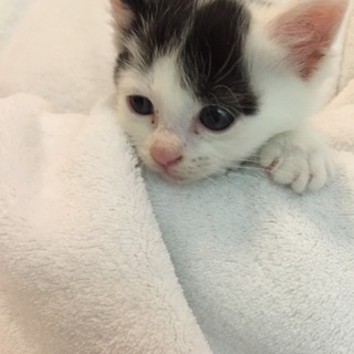 白毛際立つシロクロ毛並みの男の子♪