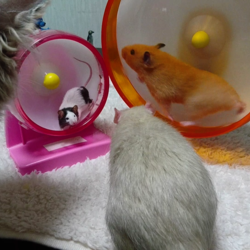 「久々の複数匹テーブル散歩」サムネイル2