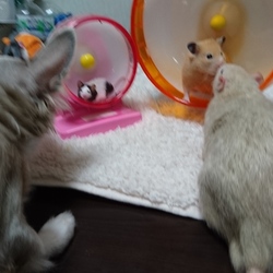 「久々の複数匹テーブル散歩」サムネイル3