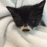 ちょびヒゲ柄が可愛いクロシロ男の子！ サムネイル2