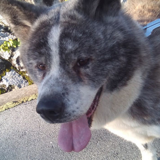 保護犬（秋田犬）虎毛のとら子ちゃん　里親決定