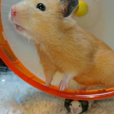 スーちゃんと真くん