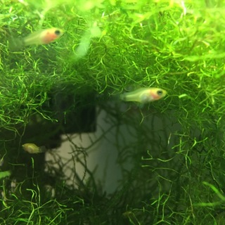 稚魚が増えたので10匹の里親募集です。