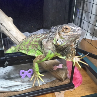 グリーンイグアナの里親募集！