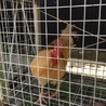 元気いっぱいの雄鶏里親様募集中です。 サムネイル2