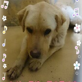 里親様が決まりました　ありがとうございました