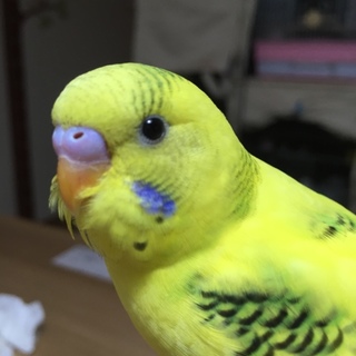 申し訳ございません怪我の為募集中止させて頂きます。