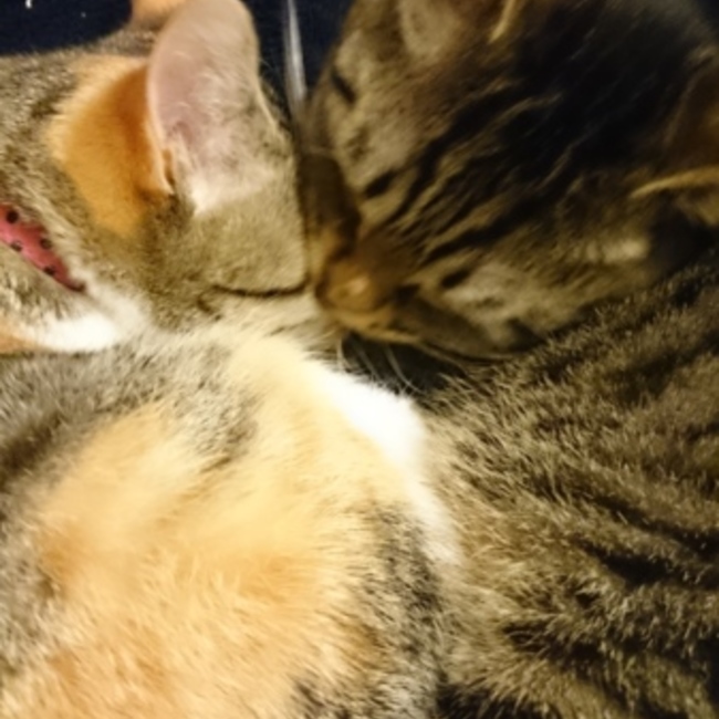 やざわ、のカバー写真