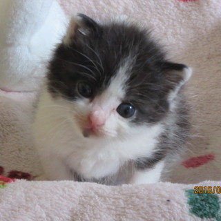 かわいがってくれる　里親募集します！