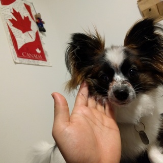 新しい家族になって頂ける方を探しています！