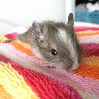 デグーの赤ちゃんの里親さん募集