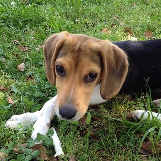 ビーグル　7か月（オス）１