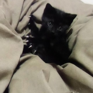 黒仔猫♂訂正→♀