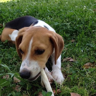 ビーグル　生後7か月（オス）２