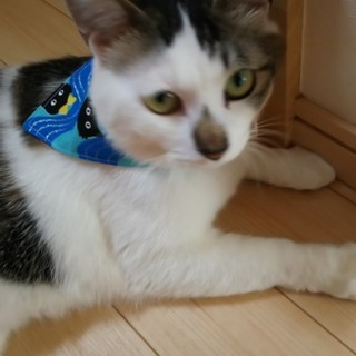 ★甘えん坊のコアラ★温厚でおっとりさん★