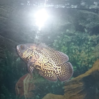 レドタイガーオスカー