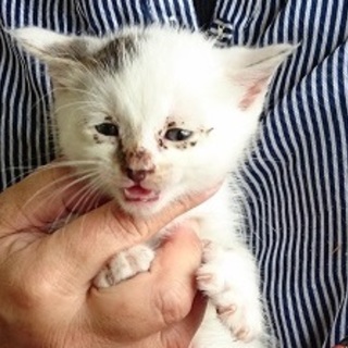 ☆背中の模様が可愛い黒白男の子　ふうたくん☆