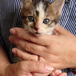 ☆可愛いキジ白男の子わらじくん☆